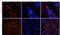 CD163 antibody, orb13303, Biorbyt, Immunofluorescence image 