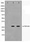 Tetraspanin 8 antibody, TA347561, Origene, Western Blot image 