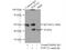 Protein O-Fucosyltransferase 1 antibody, 14929-1-AP, Proteintech Group, Immunoprecipitation image 