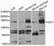 Ro antibody, MBS129479, MyBioSource, Western Blot image 