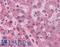 Hydroxypyruvate Isomerase (Putative) antibody, LS-B4539, Lifespan Biosciences, Immunohistochemistry frozen image 