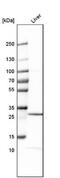 Claudin 12 antibody, NBP1-87450, Novus Biologicals, Western Blot image 