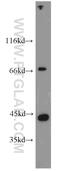 Integrin beta-1-binding protein 2 antibody, 21359-1-AP, Proteintech Group, Western Blot image 