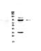 75 kDa bromodomain protein antibody, A01289-1, Boster Biological Technology, Western Blot image 