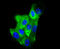 Keratin 6A antibody, A04012-1, Boster Biological Technology, Immunocytochemistry image 