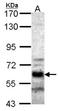 Serine/threonine-protein phosphatase 2A 56 kDa regulatory subunit alpha isoform antibody, NBP2-19910, Novus Biologicals, Western Blot image 