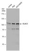 ElaC Ribonuclease Z 2 antibody, PA5-78553, Invitrogen Antibodies, Western Blot image 