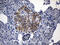 Interleukin 17B antibody, M10846, Boster Biological Technology, Immunohistochemistry paraffin image 