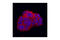 SRC Proto-Oncogene, Non-Receptor Tyrosine Kinase antibody, 2109S, Cell Signaling Technology, Immunocytochemistry image 