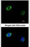 RAB2B, Member RAS Oncogene Family antibody, PA5-21962, Invitrogen Antibodies, Immunofluorescence image 