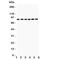 Inhibitor Of Nuclear Factor Kappa B Kinase Subunit Beta antibody, R31146, NSJ Bioreagents, Western Blot image 