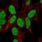 Negative Elongation Factor Complex Member E antibody, HPA007594, Atlas Antibodies, Immunofluorescence image 