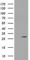 Pyrroline-5-Carboxylate Reductase 3 antibody, CF502121, Origene, Western Blot image 