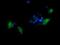 Transmembrane Serine Protease 5 antibody, NBP2-46142, Novus Biologicals, Immunofluorescence image 