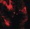 Claudin 4 antibody, PA5-34437, Invitrogen Antibodies, Immunofluorescence image 