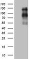Ubiquitin Specific Peptidase 53 antibody, TA808887, Origene, Western Blot image 