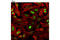 DNA Topoisomerase II Alpha antibody, 12286T, Cell Signaling Technology, Immunofluorescence image 