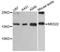 Mediator Complex Subunit 22 antibody, LS-C748849, Lifespan Biosciences, Western Blot image 