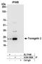 TAGLN2 antibody, A304-586A, Bethyl Labs, Immunoprecipitation image 