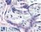 Nknb antibody, LS-C141530, Lifespan Biosciences, Immunohistochemistry paraffin image 