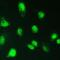Kelch Repeat And BTB Domain Containing 2 antibody, A15277-1, Boster Biological Technology, Immunofluorescence image 
