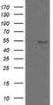 Zinc Finger And SCAN Domain Containing 18 antibody, MA5-26108, Invitrogen Antibodies, Western Blot image 