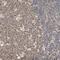 Zinc Finger Matrin-Type 5 antibody, NBP1-85794, Novus Biologicals, Immunohistochemistry frozen image 