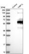 WW Domain Binding Protein 1 Like antibody, NBP2-34045, Novus Biologicals, Western Blot image 