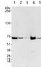 G Protein Nucleolar 3 antibody, ab70346, Abcam, Western Blot image 