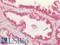Transforming Growth Factor Beta 3 antibody, LS-B16499, Lifespan Biosciences, Immunohistochemistry paraffin image 