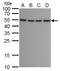 Autophagy Related 12 antibody, NBP2-43781, Novus Biologicals, Western Blot image 