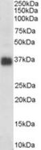 Clusterin antibody, AHP2129, Bio-Rad (formerly AbD Serotec) , Western Blot image 
