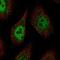 Protocadherin Alpha Subfamily C, 2 antibody, HPA076190, Atlas Antibodies, Immunofluorescence image 