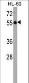 Kelch Like Family Member 3 antibody, LS-C165574, Lifespan Biosciences, Western Blot image 