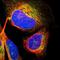 CDK5 Regulatory Subunit Associated Protein 3 antibody, PA5-54569, Invitrogen Antibodies, Immunofluorescence image 
