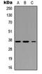 Interferon Regulatory Factor 1 antibody, LS-B13655, Lifespan Biosciences, Western Blot image 