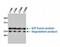 E2F-associated phosphoprotein antibody, orb76615, Biorbyt, Western Blot image 