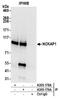 NCK Associated Protein 1 antibody, A305-179A, Bethyl Labs, Immunoprecipitation image 