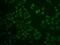 Prostaglandin E Receptor 2 antibody, GTX65914, GeneTex, Immunofluorescence image 