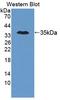 Trinucleotide Repeat Containing Adaptor 6A antibody, LS-C374671, Lifespan Biosciences, Western Blot image 