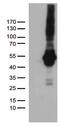 Programmed Cell Death 2 Like antibody, TA812472S, Origene, Western Blot image 