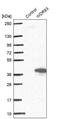 WD repeat domain-containing protein 83 antibody, PA5-60143, Invitrogen Antibodies, Western Blot image 