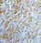 Survivin antibody, 2233, ProSci, Immunohistochemistry frozen image 