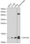 Cytochrome C Oxidase Subunit 7A2 Like antibody, 23-495, ProSci, Western Blot image 