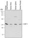 Integrin cytoplasmic domain-associated protein 1 antibody, PA5-47878, Invitrogen Antibodies, Western Blot image 