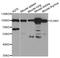 ICAM1 antibody, TA332780, Origene, Western Blot image 