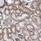 Pleckstrin Homology Domain Containing A5 antibody, HPA035923, Atlas Antibodies, Immunohistochemistry frozen image 