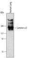 Laminin-7 subunit alpha antibody, MAB21441, R&D Systems, Western Blot image 