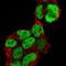 Paired box protein Pax-6 antibody, NBP1-89100, Novus Biologicals, Immunofluorescence image 