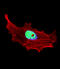 Basic Helix-Loop-Helix Family Member E41 antibody, A04668-2, Boster Biological Technology, Immunofluorescence image 